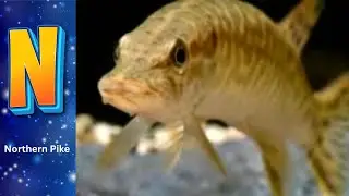 ABC phonics animals | ABC Sea Animals song | English and Animals for Kids | Alphabets Kids