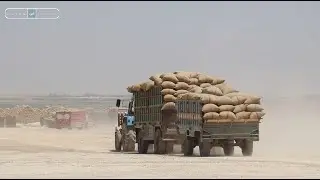الأعمال المقدمة من قبل مركز كبش في استلام محصول القمح