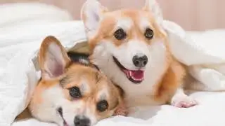 Melanie Newman Dog Shampoo