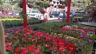 floricultura beija flor BH. 250,00 de plantas 💞