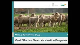 Making More from Sheep | Cost effective sheep vaccination programs
