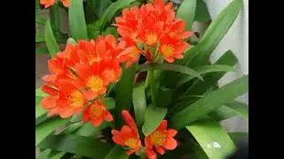 CANT A LA PRIMAVERA Avi Xaxu