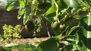 Surprised at the Sir Prize avocado tree&rsquo;s fruit set. Gotta love this variety