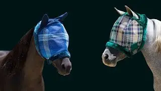 Kensington MINI FLY MASKS