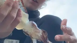 Arvo squid flick