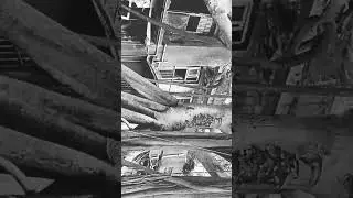 nature #reels #travel #host #shortsviral #basketball #viral #viralshort #funnyreels