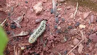Laced Day Moth (Ipanica cornigera) caterpillar digging hole to pupate