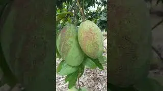 # #agriculture # #mangos #mangobag #mangofarmers #agriculturebusiness  Keo Romeat Mango in Cambodia