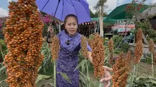 THAM QUAN VƯỜN HOA SIÊU ĐẸP/CÁ CHIÊN XÙ CUỐN RAU VƯỜN 