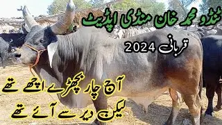 Pure indian kankrej king bull | Pure Brahman bull | Tando Muhammad Khan Mandi update | 18 Feb 2024