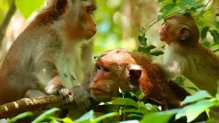 Poor baby Alba request milk from mom Anna while mom Anna busy grooming to Toma!