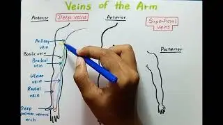 Know the SUPERFICIAL & DEEP VEINS of your arm!