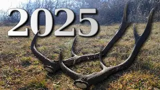 Awesome Red Deer Shed Antler Find 2025 - Same Red Stag but Two Year Growth Difference - Zrzuty 2025