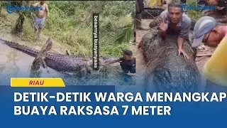 Buaya Sepanjang 7 Meter Ditangkap Warga Sungai Undan di Inhil