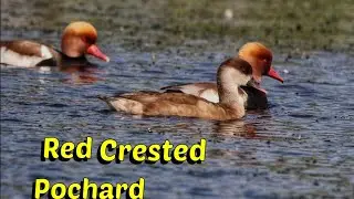 Red Crested Pochard 