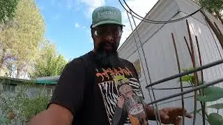 Bears Garden Adventure ep30. Another new melon, surprising flavor