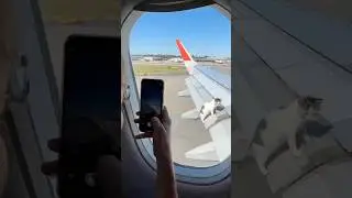 Кот застрял на крыле самолёта во время взлёта! ✈️🐱😱