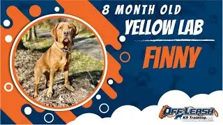 Finny's Amazing Makeover: Miami County, Ohio Off Leash Dog Training Success Nov. 29, 2023