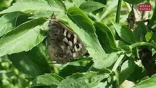 Osadnik egeria (Pararge aegeria)