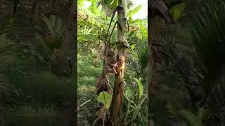 #organic farming #arecanut#villagelife#bananacrop#intercrop#dreamjob