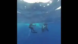 Curious Orca Visits Divers