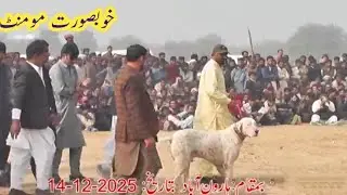Championbully dogs shoq shikar | famous bully dogs | lahore group vs dhan pothar | power & jugnu