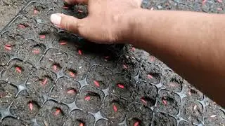 Brilliant Hack: Pressing Seeds in Seed Trays with Bare Hands Only! - Agriculture Farming