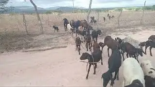 Trocando as ovelhas  de  cercado
