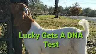 How To Take Goat DNA Sample vlog 33