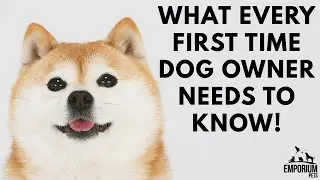What Every First Time Dog Owner NEEDS to Know!