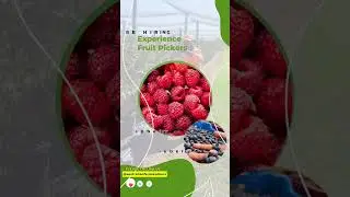 🍓 Experienced Fruit Pickers Wanted! | Australian Farm Workers 🇦🇺