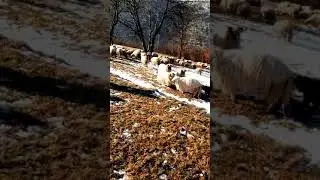 Tuča ovnova &scaron;iljegova