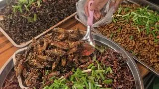 Giant Water Bugs (Lethocerus indicus)