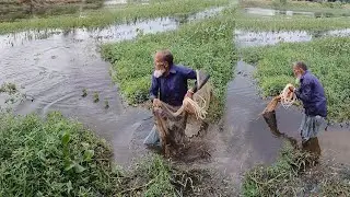 Amazing Cast Net Fishing Skills | Fishing | Real Village Fishing Life & Big Fish Catch