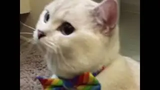 White Coffee Cat: Meow meow #shorts #meow #viral