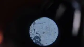 microflora of a freshwater aquarium