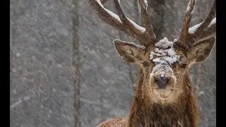 Le Parc Omega en hiver (Qu&eacute;bec)