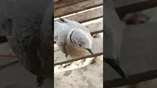 Dove cry find twins🕊️🕊️#animals#dove#birds#song#shorts#tiktok#funny