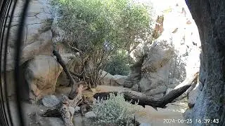Channel Island Fox Introduction
