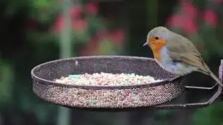 Robin - feeding on Ultiva&reg; Spring Delight bird seed mix