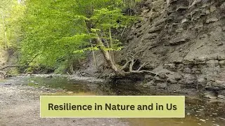 Resilience When Facing Adversity: Navigate Around Obstacles: Trauma Healing: Stephanie M. Hutchins