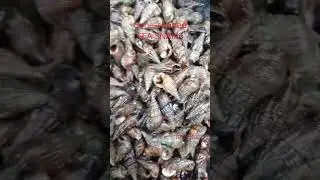 Cone-shaped sea snails #seasnails #seashells #snail #seacreatures #fresh
