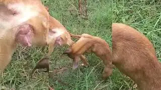 My super dogs meeting time spend