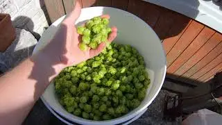 Can You Grow HOPS In WALES?