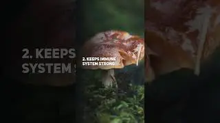 5 Health Benefits Of Himalayan Mushroom #Shorts  #netmeds