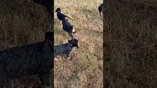 sorti des chiots griffon nivernais