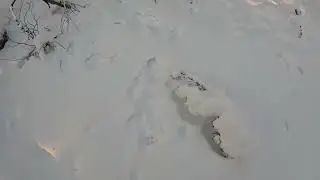 Охота на соболя. Проверка 