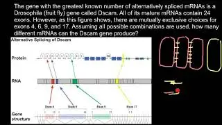DSCAM Gene Properties and Function