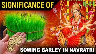 Why Do We Sow Barley Seeds During Navratri?