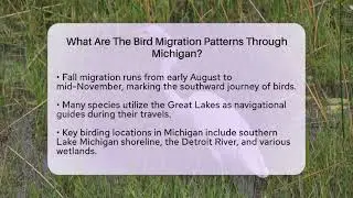 What Are The Bird Migration Patterns Through Michigan? - Bird Watching Diaries
